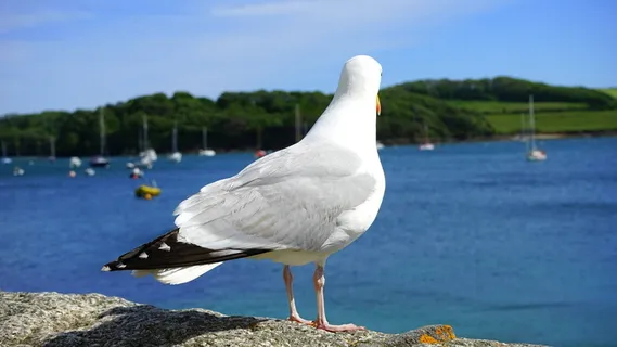 白色, 灰色, 海鸥, 站立, 混凝土, 表面, 海, 白天 白色, 灰色, 海鸥, 站立, 混凝土, 表面, 海, 白天