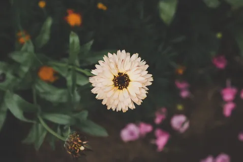 开花,开花,花,灰色,绿色,叶子,橙色,花瓣 开花,开花,花,灰色,绿色,叶子,橙色,花瓣