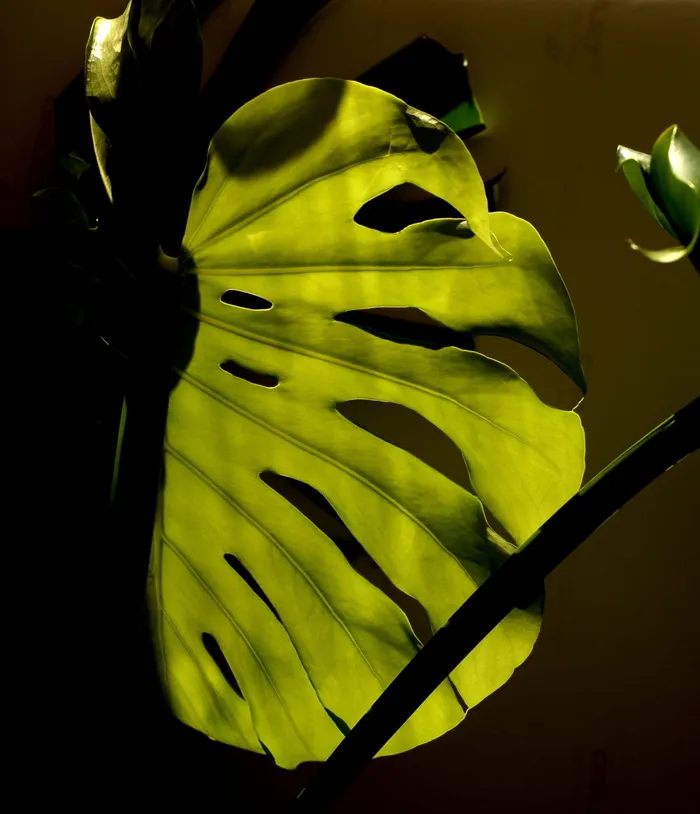 植物, 工作表, 装饰, 喜林, 绿色, 特写, 自然之美, 没有人