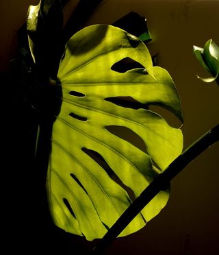 植物, 工作表, 装饰, 喜林, 绿色, 特写, 自然之美, 没有人