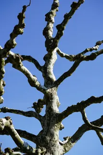 梧桐树，树，角，树枝，树皮，斑点，天空，低角度视图