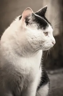 可爱,动物猫,家养,眼睛,猫,小猫,小猫,看起来 可爱,动物猫,家养,眼睛,猫,小猫,小猫,看起来