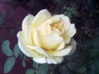 花，玫瑰，淡黄色，开花植物，自然之美，植物，花瓣，脆弱