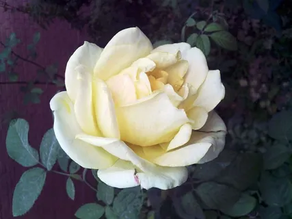 花,玫瑰,淡黄色,开花植物,自然之美,植物,花瓣,脆弱 花,玫瑰,淡黄色,开花植物,自然之美,植物,花瓣,脆弱