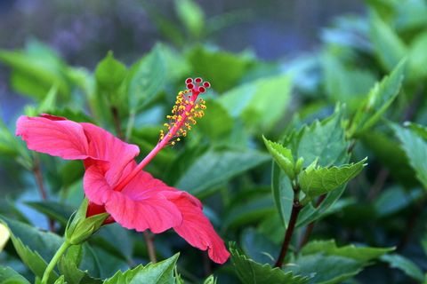 扶桑,花卉,植物,红色,花卉,雌蕊,条带,大花 扶桑,花卉,植物,红色,花卉,雌蕊,条带,大花