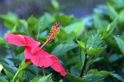 扶桑,花卉,植物,红色,花卉,雌蕊,条带,大花 扶桑,花卉,植物,红色,花卉,雌蕊,条带,大花
