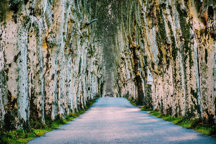 绿树成荫，铺砌道路，树木，树叶，车前树，白色树皮，贫瘠，荒凉