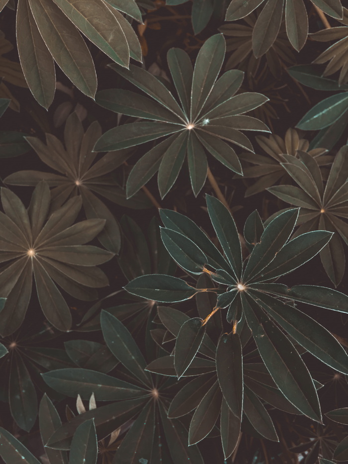 植物俯视图