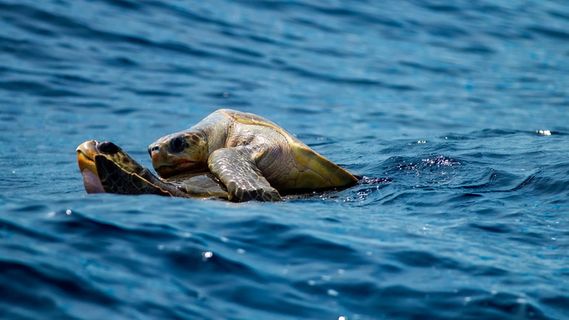 二, 海龟, 身体, 水, 白天, 龟, 骑, 在上面