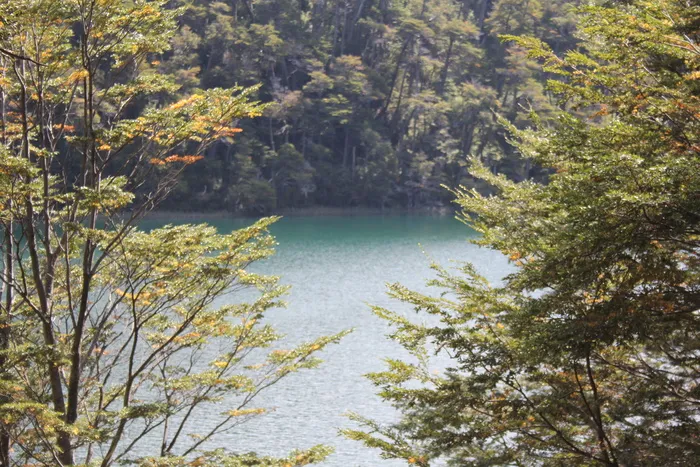 南部湖泊、树木、阿根廷、巴塔哥尼亚、阿根廷南部、自然、景观