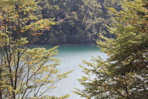 南部湖泊、树木、阿根廷、巴塔哥尼亚、阿根廷南部、自然、景观