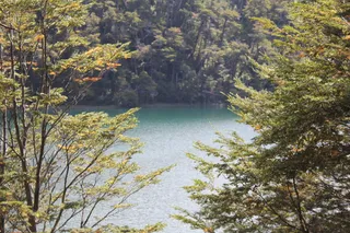 南部湖泊、树木、阿根廷、巴塔哥尼亚、阿根廷南部、自然、景观