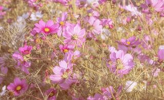 cosmea，花朵，绽放，自然，花朵草地，花朵，粉色，宇宙
