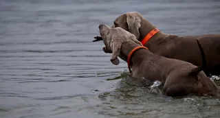 水上两只狗