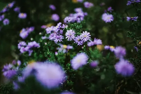 紫色花朵特写 紫色花朵特写
