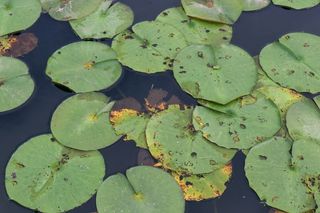 百合、垫子、池塘、水、绿色、自然、叶子、植物部分