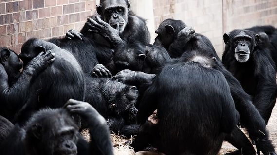 黑色,猴子,墙壁,动物,猿类,社会化,社会化,猿类 黑色,猴子,墙壁,动物,猿类,社会化,社会化,猿类