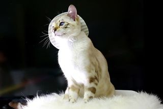猫，孟加拉猫，小猫，动物，孟加拉，宠物，猫的照片，混合微妙