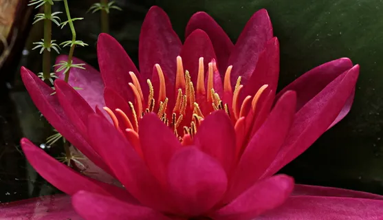 红色、莲花、贴身、摄影、睡莲、黄体、水生植物、花朵 红色、莲花、贴身、摄影、睡莲、黄体、水生植物、花朵
