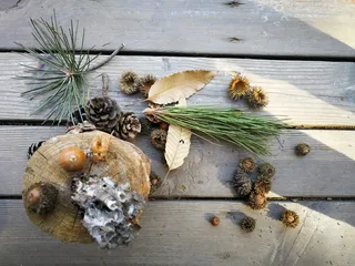 自然艺术、蜂巢、紫锥菊、木质材料、高角度视野、无人、食物、食物和饮料