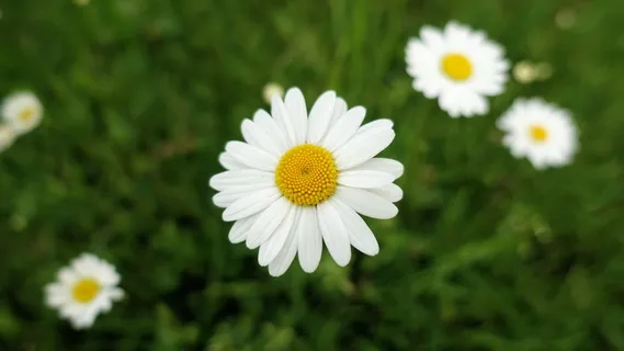 雏菊,近距离,草地,自然,绿色,花,生长,白色 雏菊,近距离,草地,自然,绿色,花,生长,白色