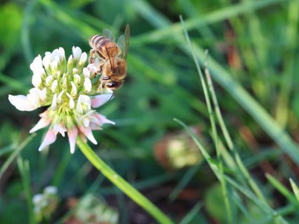 蜜蜂，总是，克莱，授粉，喷洒，养蜂人，养蜂人，蜂蜜