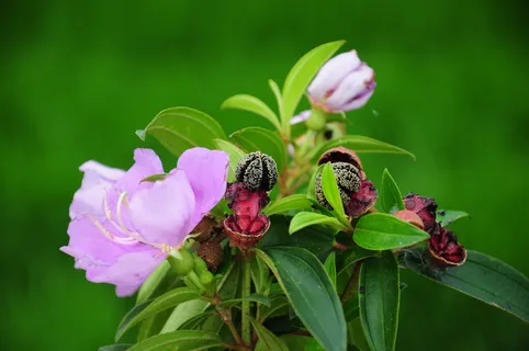 野牡丹,紫色,花,五颜六色,紫色,花,自然,一个动物,植物 野牡丹,紫色,花,五颜六色,紫色,花,自然,一个动物,植物