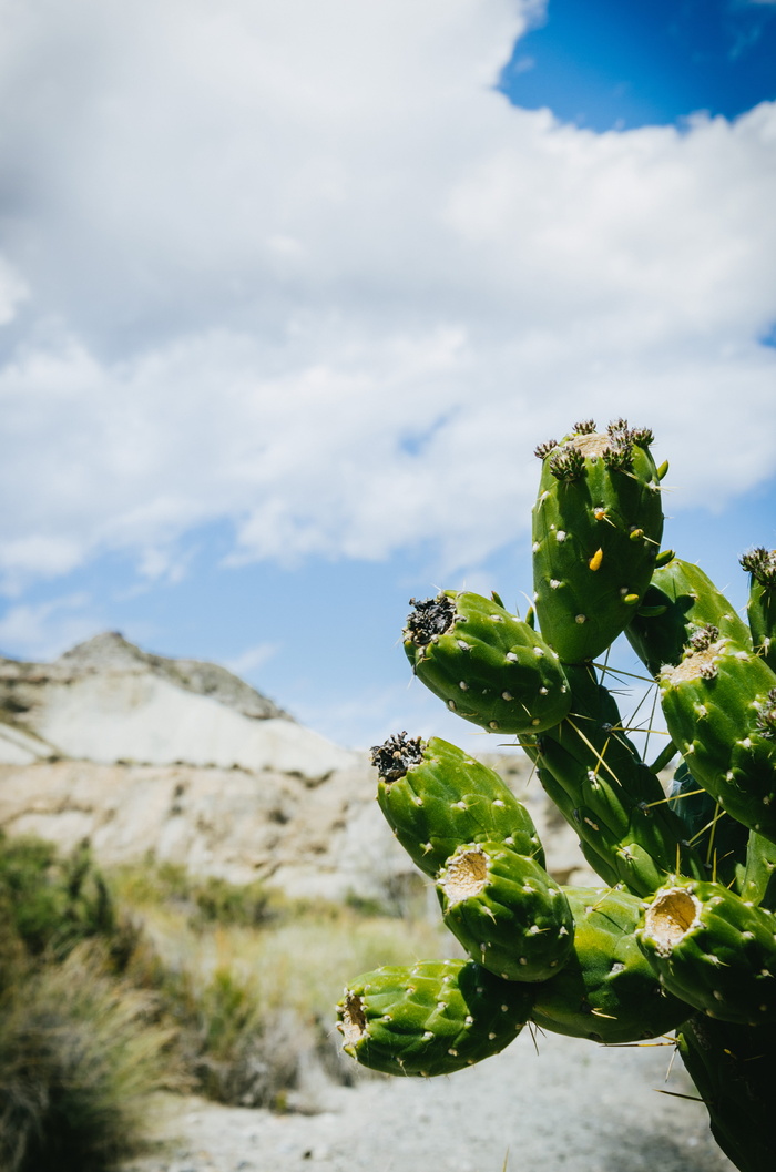 沙漠，阳光，炎热，绿色，植物，仙人掌，仙人掌，西班牙