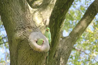 鹦鹉，鸟，阿姆斯特丹，动物，公园，树，动物主题，动物
