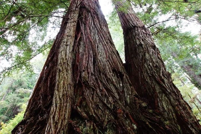 美国，红杉国家公园-库塞尔游客中心，树木，红杉国家公园，加利福尼亚州，自然，树木，植物