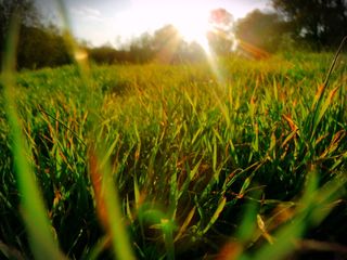 草，光，模糊，自然，太阳，绿色，生长，阳光