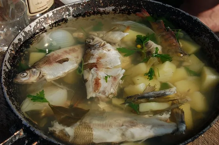 ，汤，鱼，第一餐，食物，第一餐，煎锅