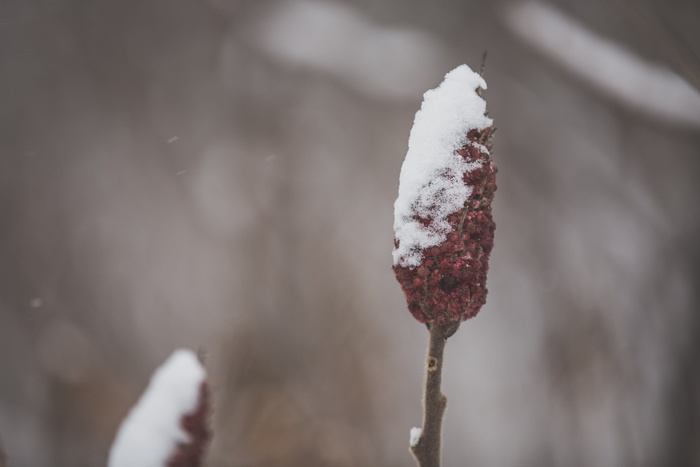 背景模糊的白雪覆盖的漆树树枝特写