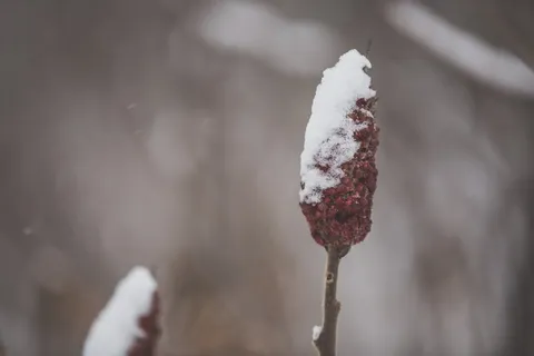 背景模糊的白雪覆盖的漆树树枝特写 背景模糊的白雪覆盖的漆树树枝特写