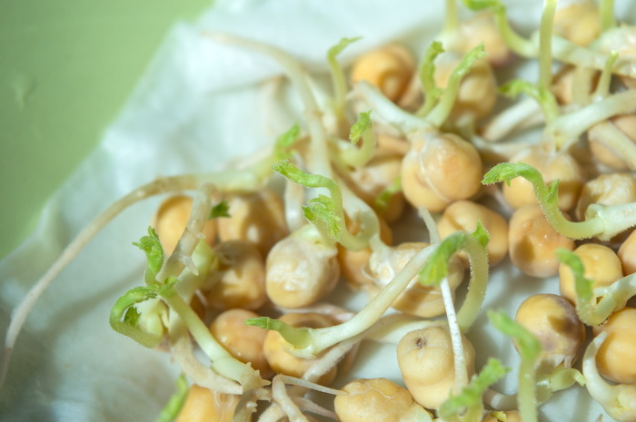 鹰嘴豆，芽菜，芽菜，鹰嘴豆，芽菜鹰嘴豆，豆类，食品，健康饮食