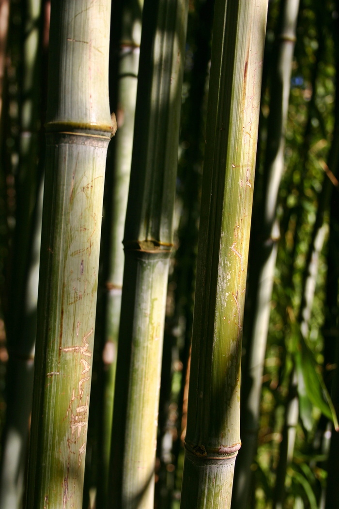 竹，竹藤，植物，自然，公园，结构，竹竿，竹竿