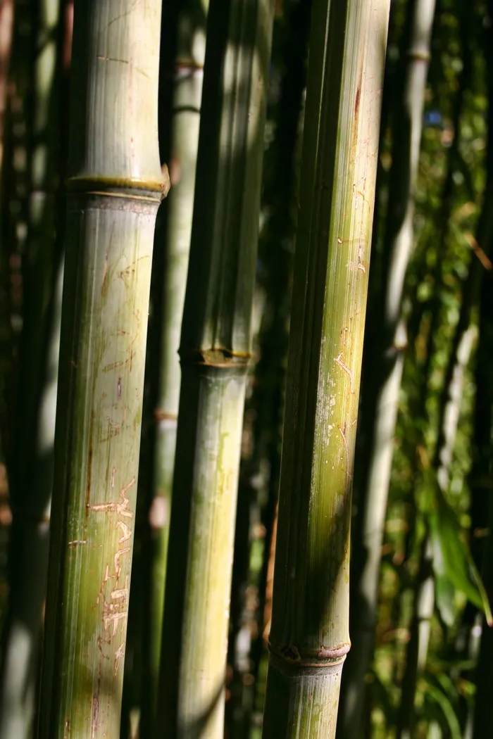 竹，竹藤，植物，自然，公园，结构，竹竿，竹竿