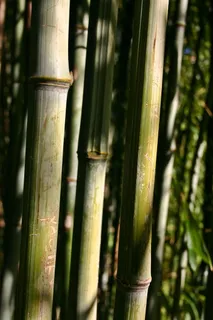 竹,竹藤,植物,自然,公园,结构,竹竿,竹竿 竹,竹藤,植物,自然,公园,结构,竹竿,竹竿