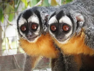 mono musmuqui，mono，ape，animal，macaco，africa，animals，nature