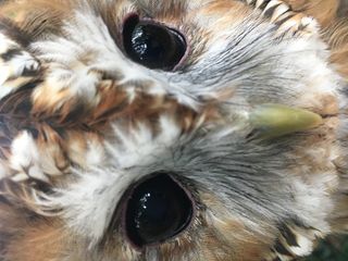 爱尔兰，基拉尼猎鹰，猫头鹰，动物主题，一种动物，动物，哺乳动物，家养