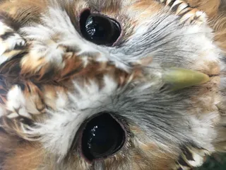 爱尔兰，基拉尼猎鹰，猫头鹰，动物主题，一种动物，动物，哺乳动物，家养