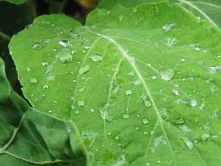 甘蓝、叶子、最后一根稻草、花园、绿色、水滴、水、湿