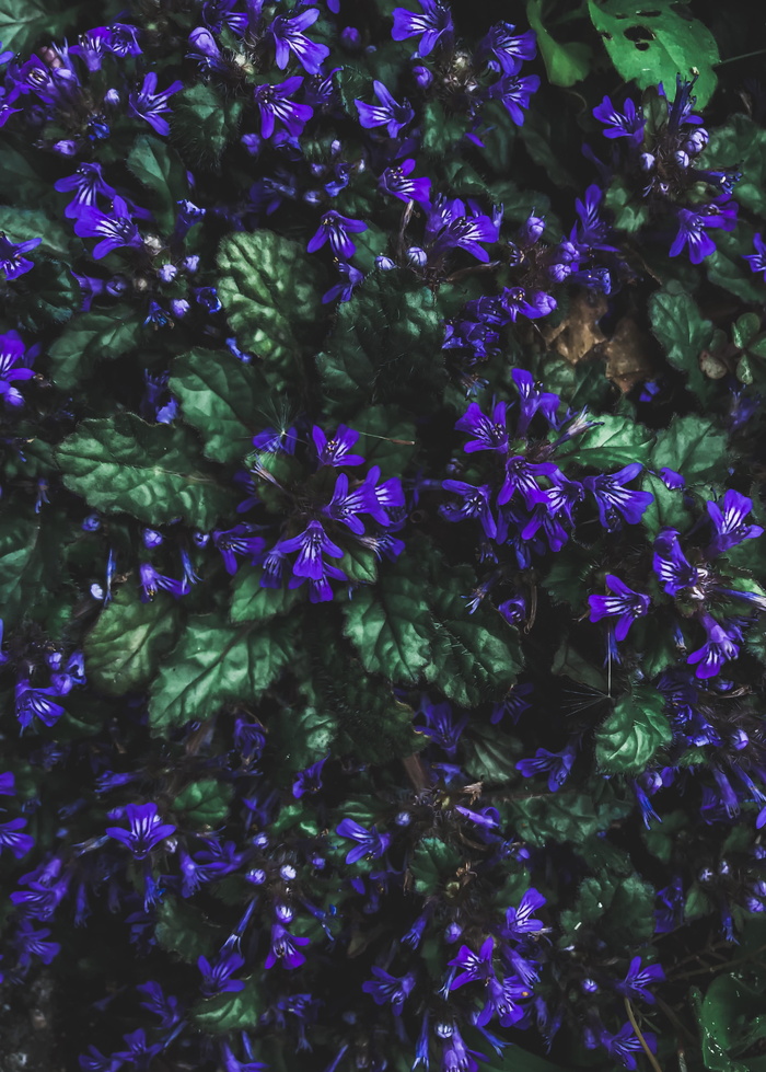 紫色花瓣的花