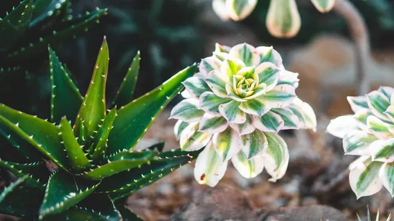 绿色芦荟植物 绿色芦荟植物