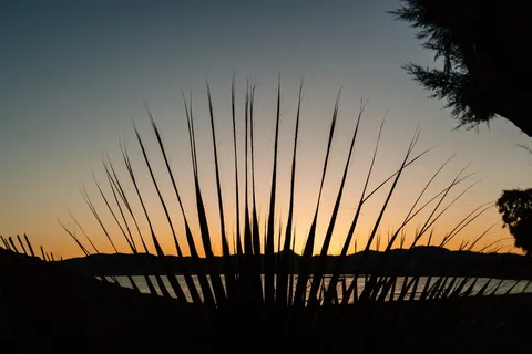 剪影照片，植物，河流，剪影，植物，日落，大海，水
