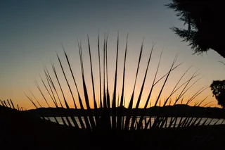 剪影照片，植物，河流，剪影，植物，日落，大海，水