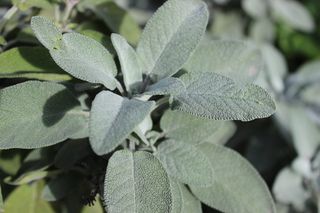 鼠尾草，药用植物，香料茶，健康，味道，叶子，植物部分，生长