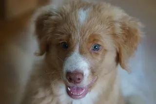 新斯科舍诺塔加，狗，托勒里，可爱，小狗，一只动物，动物主题，哺乳动物