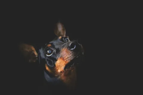 短毛、黑色、棕褐色、狗、宠物、动物、品种、幼犬 短毛、黑色、棕褐色、狗、宠物、动物、品种、幼犬