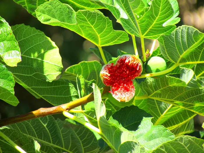 无花果，无花果树，无花果，无花果，水果，绿色，红色，食用